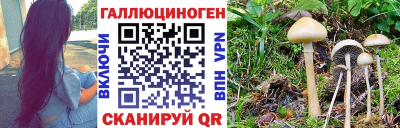 Псилоцибиновые грибы Psilocybe  Красавино 